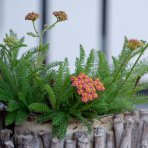 Rebríček obyčajný (Achillea millefolium) ´SKYSAIL FIRE´ - kont. C1L
